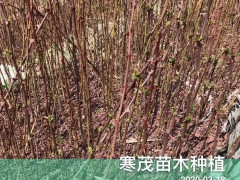 云南貴州四川花椒樹*種植技術(shù),最佳花椒種植季節(jié)？每畝地多少花椒苗適合圖2