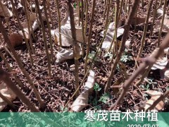 今年年花椒苗*價格最新行情，花椒苗價格會上漲嗎？圖2