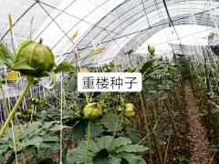 重樓（七葉一枝花）*的種植技術(shù)及病蟲害防治方法介紹！圖1