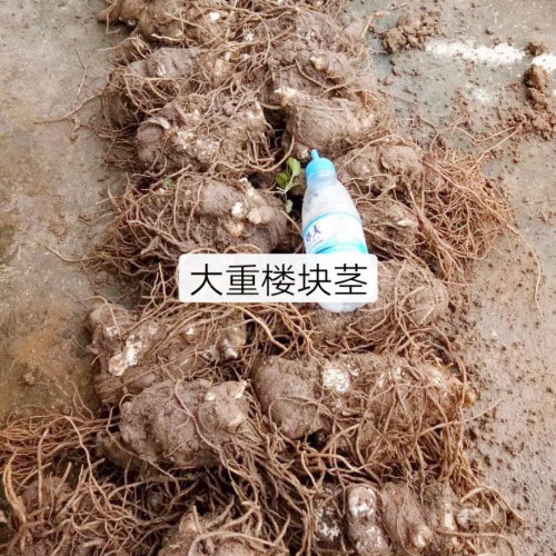 重樓（獨角蓮）怎么種植？現(xiàn)在種重樓前景怎么樣？