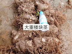 重樓價(jià)格是多少錢(qián)一斤？有哪些功效與作用？圖2