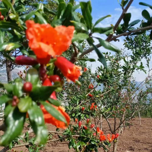 石榴(軟籽)種植經(jīng)濟較高的五大品種介紹！ 紅石榴、黃石榴