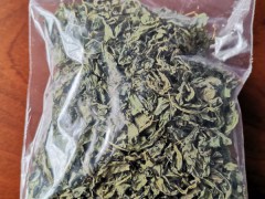 燈盞花茶圖片*云南燈盞花藥材茶供應(yīng)圖2