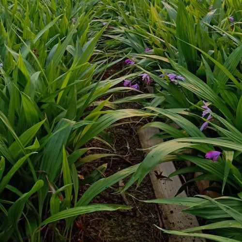 廣西桂林紫花白芨苗&湖北咸寧紫花白芨苗