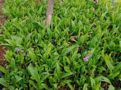 陜西紫花白芨苗&徽池州市紫花白芨苗圖片圖2