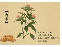 2020鮮白術價格行情價格多少錢?白術種植前景怎么樣？圖3