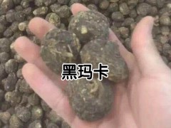 哪里有賣黃瑪咖 黃瑪咖一斤多少錢 附各地黃瑪咖新價格表圖2