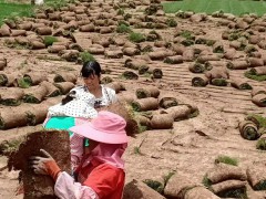 2020年鼠尾草草坪(皮)多少錢一平米？鼠尾草草坪(皮)種植前景圖2