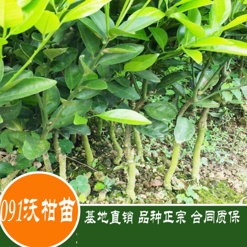 2020年091無核沃柑苗多少一斤？091無核沃柑苗種植前景