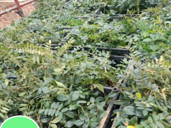 山豆根種植賺錢嗎?山豆根市場如何圖2