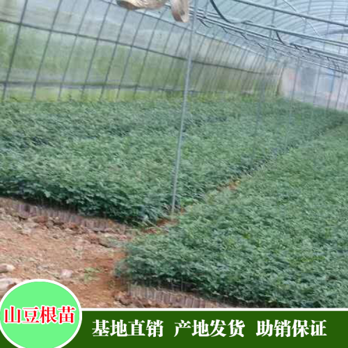 種植苦參怎么才能賺到錢?