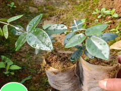 苦參價(jià)格行情多少錢一斤？種植資料大全圖3