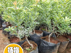 現(xiàn)在2020年楊梅苗多少錢一棵？楊梅苗種植前景圖2