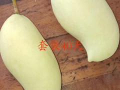 小臺農(nóng)云南價格|金煌芒| 臺農(nóng)芒多少錢一斤圖2