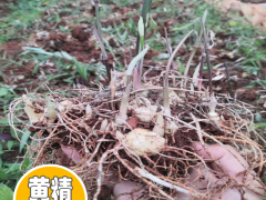 現(xiàn)在2020年陜西黃精苗多少錢一棵？陜西黃精苗種植前景圖3