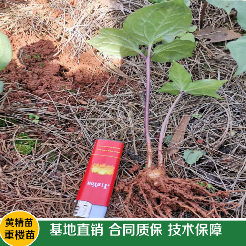 重樓種苗廠家直銷需要多少錢一株？何時(shí)種植好呢？