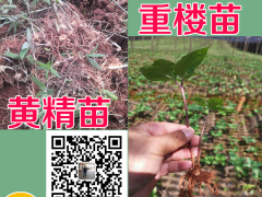 重樓種苗廠家直銷需要多少錢一株？何時(shí)種植好呢？圖2