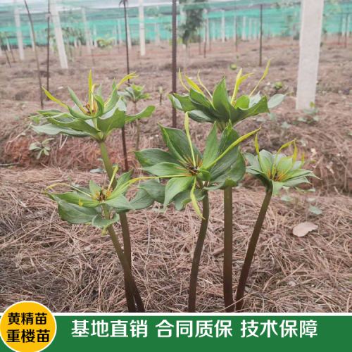 現(xiàn)如今種植一畝重樓務(wù)必多少錢直接成本呢？其贏利又有多少呢