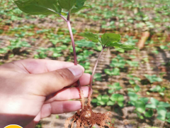 現(xiàn)如今種植一畝重樓務必多少錢直接成本呢？其贏利又有多少呢圖2