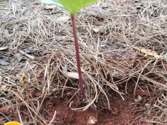 現(xiàn)如今種植一畝重樓務必多少錢直接成本呢？其贏利又有多少呢圖3