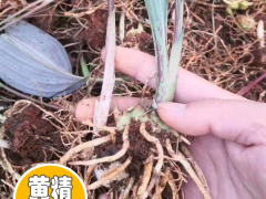 黃精怎樣栽種？黃精種植種植技術(shù) 黃精種植照片圖3