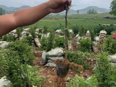 花椒一般什么時候種？附普遍病害的藥物預防關鍵點圖3