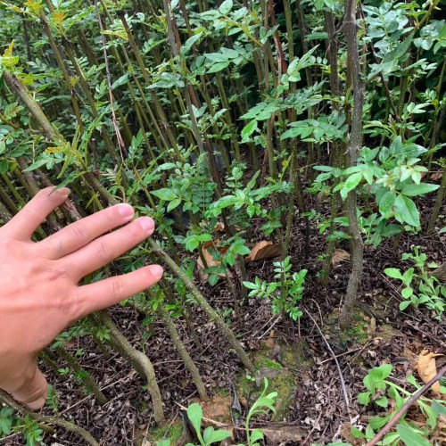 花椒種子發(fā)芽率如何提高？這三種方式能夠試一下！