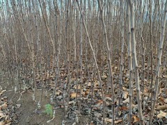 蘋果的種植技術(shù)與管理方法圖2