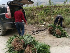 春砂仁種植技術(shù)與管理方法圖2