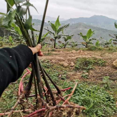 砂仁市場價(jià)格多少錢一斤？種植幾年收益？每畝能產(chǎn)多少斤？