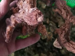 黃精栽種兩年能夠採收？種哪一個種類好？畝產量多少斤？（附種植技術）圖2