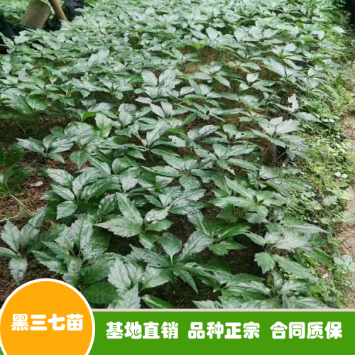 三七種子多少錢一斤？買回去怎么種植好？