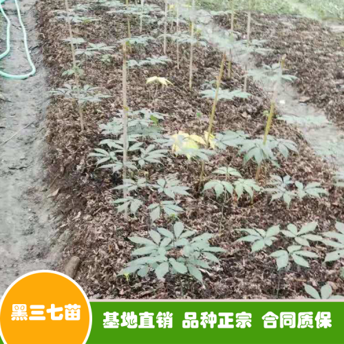 三七花和三七粉如今價錢多少錢一斤？可否用于泡水喝？