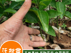 沃柑什么地方能夠 栽種？栽種兩年盛開？畝產(chǎn)量是多少KG？附增產(chǎn)種植技術(shù)圖3