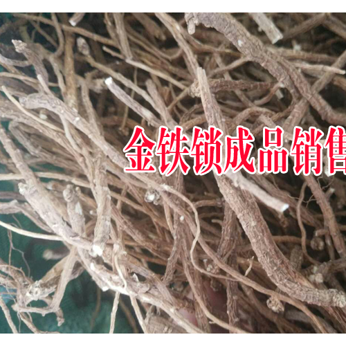 金鐵鎖栽培技術(shù)和管制種植方法