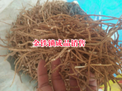 金鐵鎖栽培技術和管制種植方法圖2