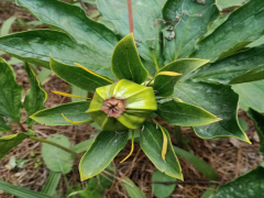 重樓增產(chǎn)種植技術(shù)_滇重樓銷售基地圖1