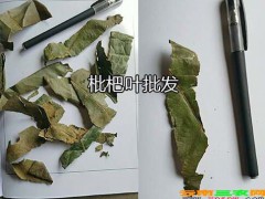 枇杷葉1噸的價(jià)格—云南枇杷葉批發(fā)商_藥材枇杷葉供應(yīng)圖3