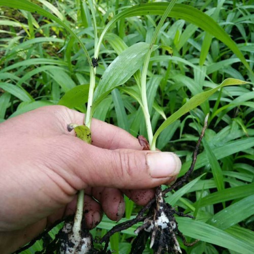 紫花白芨苗木價格多少錢一株？栽種市場前景怎樣？