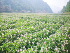 洋芋（土豆）肥料銷售-創(chuàng)業(yè)項目圖3