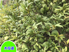 木瓜一般種植行距是多少？圖3