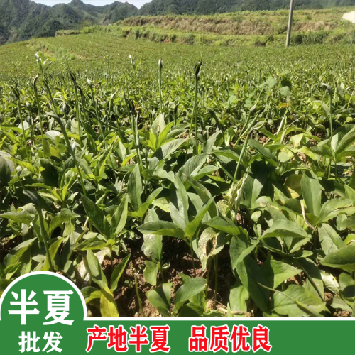 半夏人工種植基地 目前半夏多少錢一公斤？