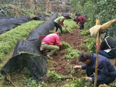 三葉青種植技術(shù)_三葉青出售基地圖3