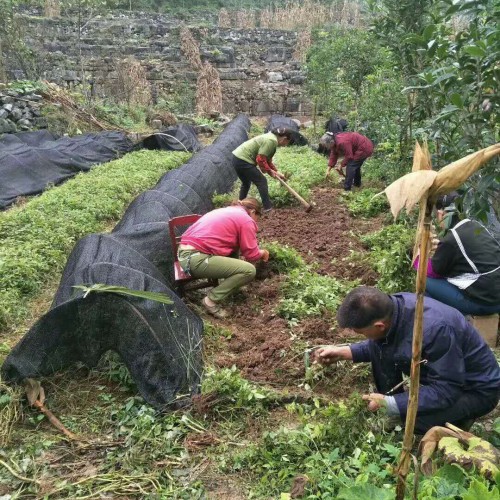 六盤(pán)水適合種植三葉青嗎_中藥材三葉青有哪些益處