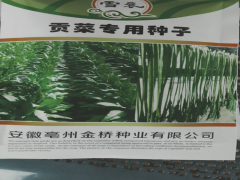 貢菜_貢菜批發(fā)_大理哪里有貢菜出售圖1