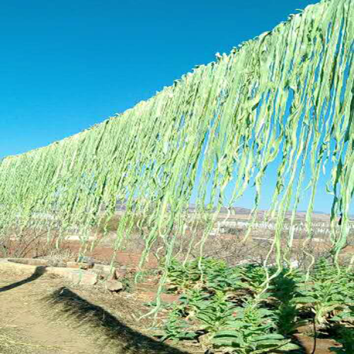 文山貢菜市場價格_云南貨價格