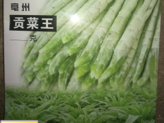 貢菜種植技術_貢菜銷售渠道圖3