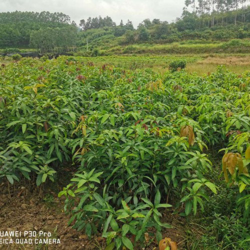 昭通芒果收購(gòu)價(jià)格_芒果目前價(jià)格行情怎么樣