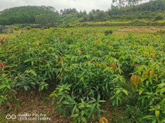 防城港芒果種植一畝需要多少苗_芒果種植的方法及效益圖2