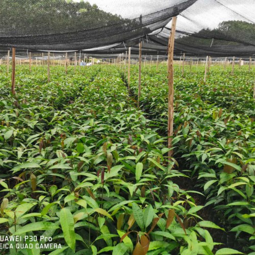 河池芒果種植方法_芒果種植技術(shù)